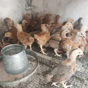 Чучаи ломан браун, Ваҳдат