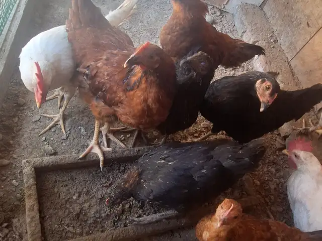 Чуча, Худжанд