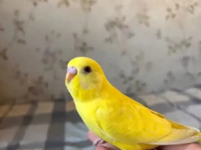 Попугай, Душанбе