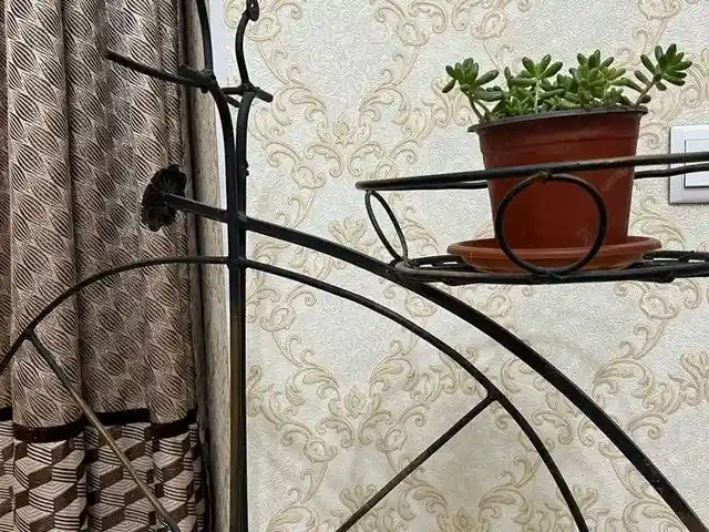 Цветок Дамские пальчики, Душанбе