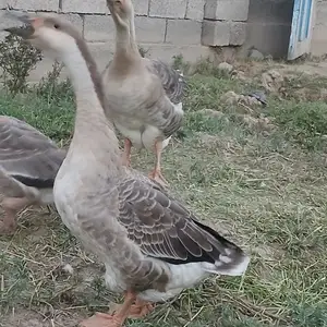 Линда гоз, Турсунзаде