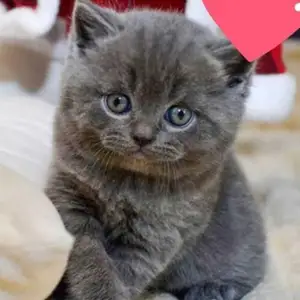 Котята Блю поинт, Душанбе