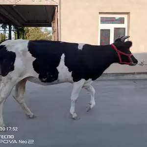 Гов, Канибадам