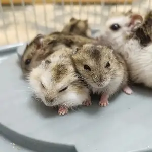 Джунгарские хомяки, Душанбе