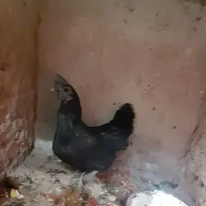Мургу хурузу дакан, Худжанд