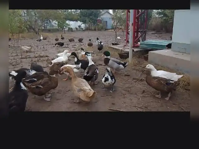Тухми Мургоби, Душанбе