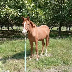 Тойхои нар, Спитамен