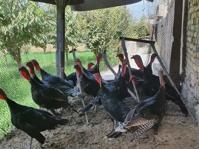 Индюк, Хуҷанд