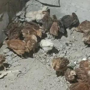 Чучаи ломан Браун, Хуҷанд