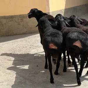 Кушкорбара, Душанбе