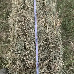 Алаф прес, Хуҷанд