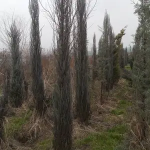 Арча, Душанбе