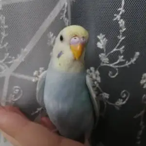 Попугай, Душанбе