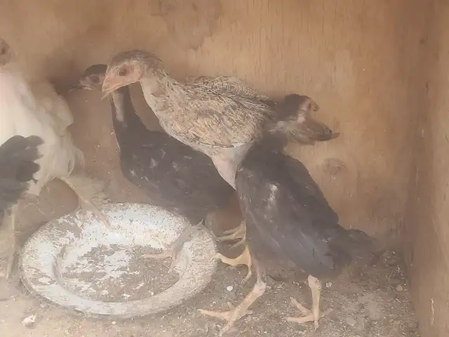 Чуча, Бобоҷон Ғафуров