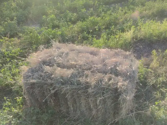Беда пресс, Спитамен