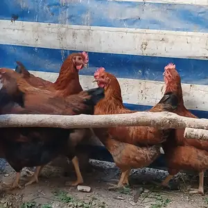 Мурғҳои тухмкун, Худжанд