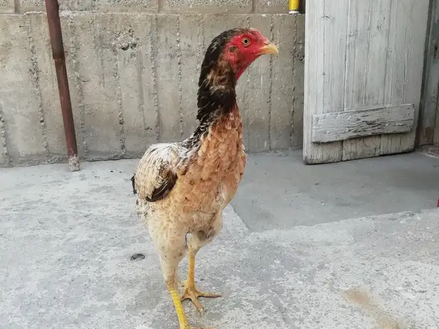 Мокиён, Бобоҷон Ғафуров