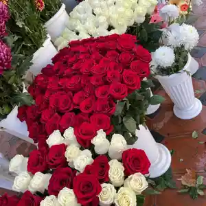 Голландская роза, Душанбе