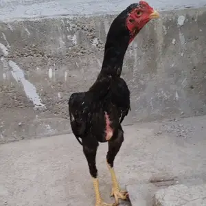 Даканг чуча, Худжанд
