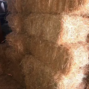 Преси кахи гандум, Худжанд