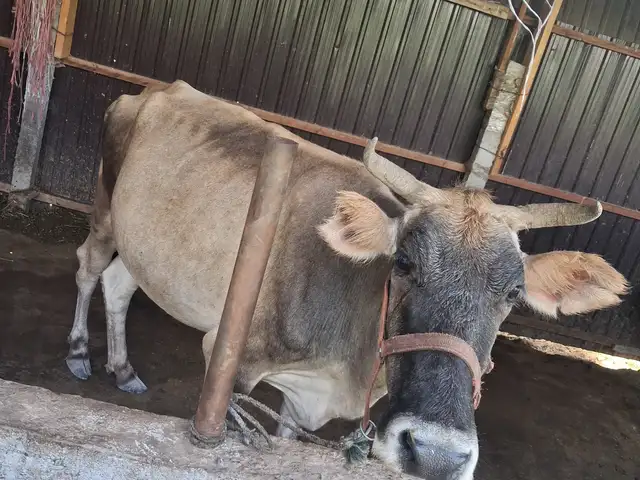 Гов, Кӯшониён (Бохтар)