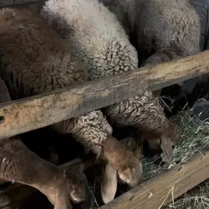 Гуспанд, Исфара