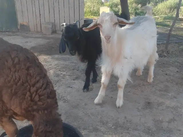 Буз, Худжанд