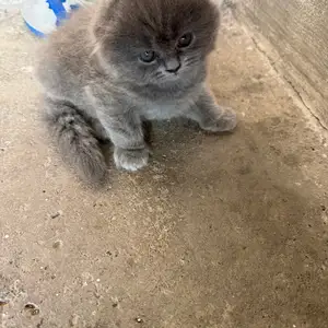 Котята, Худжанд