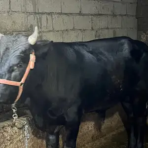 Бука, Вахдат