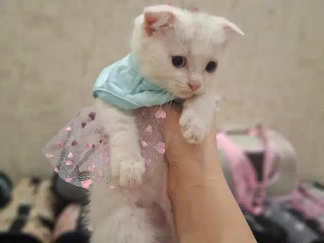 Шотландская кошка, Худжанд