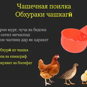 Поилка/Обхурак, Душанбе