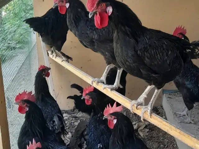 Хурӯз, Хуҷанд