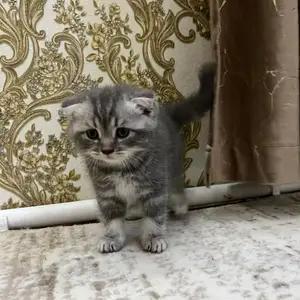 Шотландские кошки, Худжанд