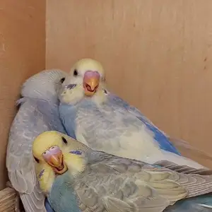 Попугай, Душанбе