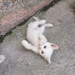 Котята турецкий ангора, Душанбе