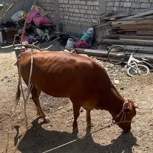 Гов, Худжанд