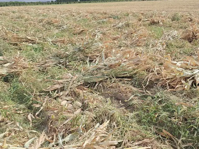 Чуворимакка, Хуҷанд