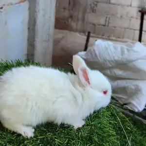 Декоративный карликовый кролик, Душанбе