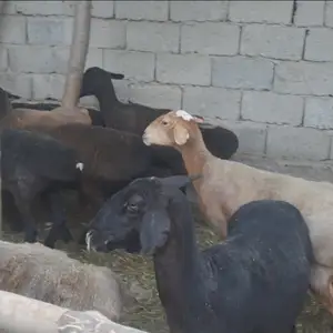 Гусфанд, Душанбе