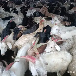 Коза, Душанбе