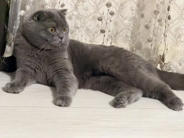 Кот на вязку, Худжанд