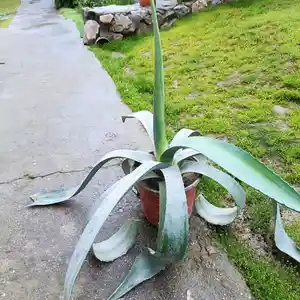 Цветы Агава, Душанбе