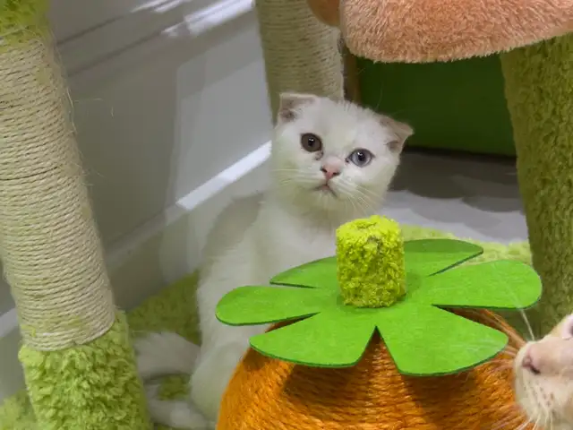 Шотландские котята, Душанбе - 3