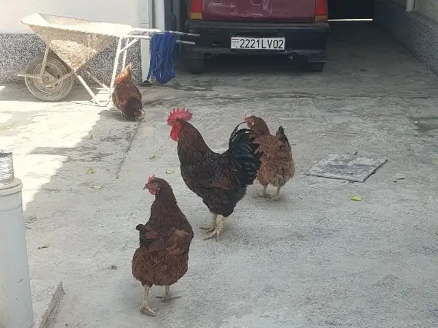 Куры ломан браун, Хуҷанд