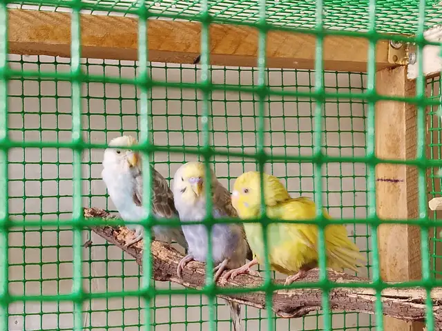 Попугай, Душанбе