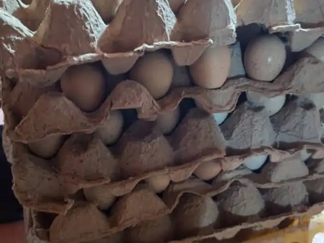 Инкубационные яйца, Бустон (Чкаловск)