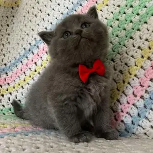 Шотландский котята, Душанбе