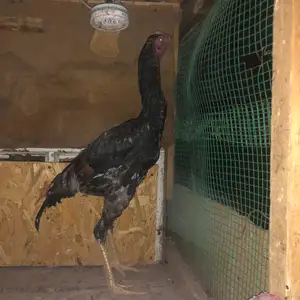 Чучаи дакан, Худжанд