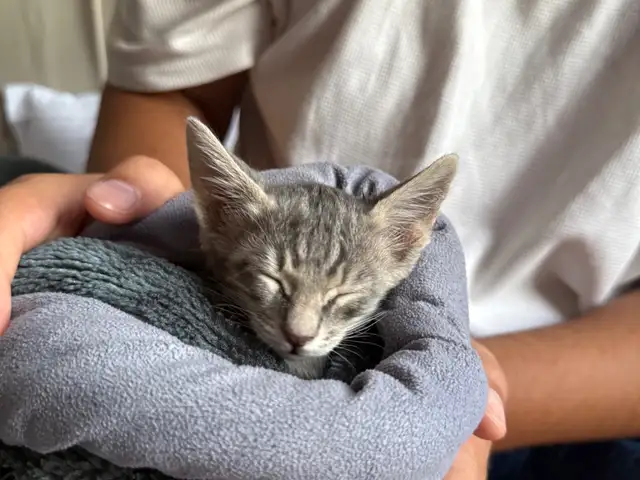 Котенок даром, Худжанд
