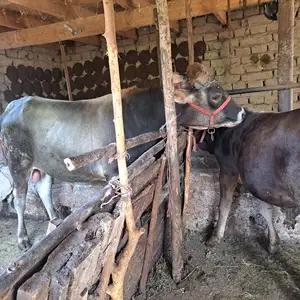 Бука, Бохтар (Курган-Тюбе)